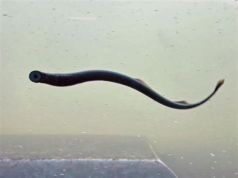 Invasive Sea Lamprey In The Great Lakes Mlive