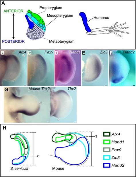 A Shift In Anteriorposterior Positional Information Underlies The Fin