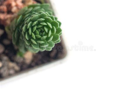 Rare Small Echeveria Atomy Plant Isolated On White Background Stock