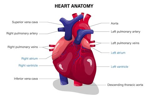 Heart Muscle Disease