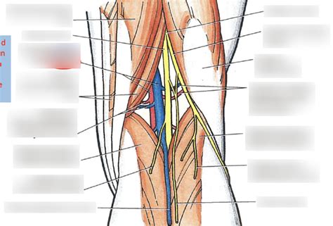 Popliteal Fossa Diagram | Quizlet