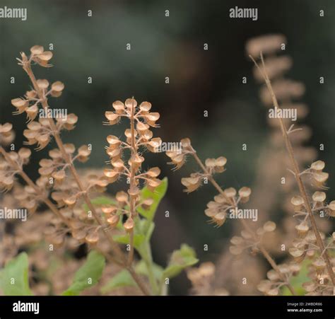 Holy Basil or Tulsi, medicinal holy plant of India Stock Photo - Alamy