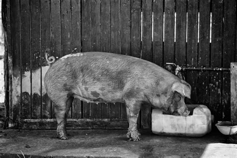 Pigs on farm stock image. Image of livestock, indoor - 187684463