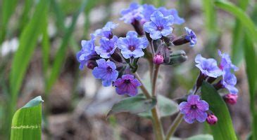 Pulmonaire Plantation Floraison Arrosage