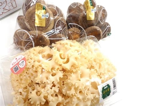 E🍄はなびら茸（ハナビラタケ）「株採」＋菌床しいたけ「特選 肉厚くん」セット🍄自然界では幻のきのこ「はなびら茸」と10万粒の中から選りすぐりの「肉厚しいたけ」のスーパーコンビ！！：富山県産の