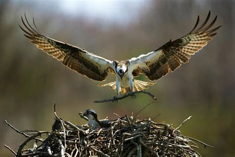 Season Of The Osprey Henry L Ferguson Museum