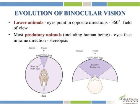 Binocular vision