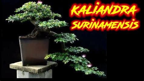 Bahan Bonsai Kaliandra Surinamensis Sulimaraja Youtube