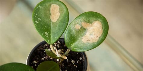 How To Treat Brown Spots On Plant Leaves Tips And Tricks Botan