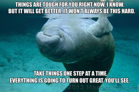 Calmingmanatee Manatee Manatee Photos Silly Animals