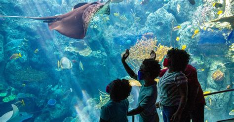 Aquarium of the Pacific tickets | musement