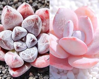 10 Seeds Echeveria Starry Sky New Hybrid Seed Rare Succulent Pink