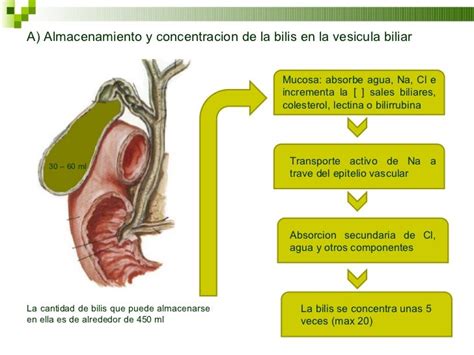 Vesicula Biliar Funcion