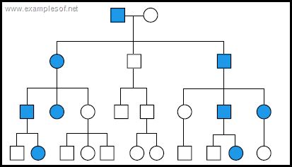 Pedigree chart Autosomal Dominant Disorders ~ Biology Exams 4 U