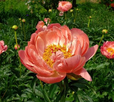 Пион Корал Шарм "Coral Charm"