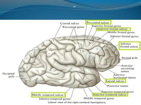 Anatomy of the Cerebrum