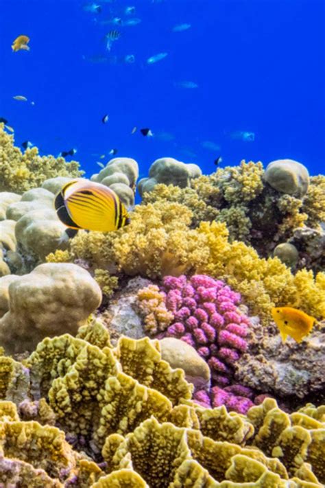 Palancar Reef Cozumel Mexico Coral Reef Japanese Flowers Mesoamerican