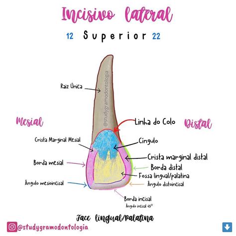 Incisivo Lateral Superior Anatomia Dental Anatomiadental Dente