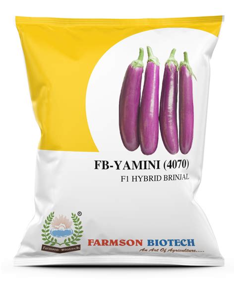 FB YAMINI 4070 F1 HYBRID BRINJAL EGG PLANT SEEDS 10 Gram