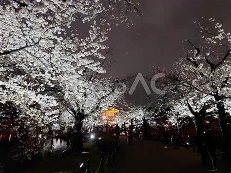 上野恩賜公園の桜 No 26219843｜写真素材なら「写真ac」無料（フリー）ダウンロードok