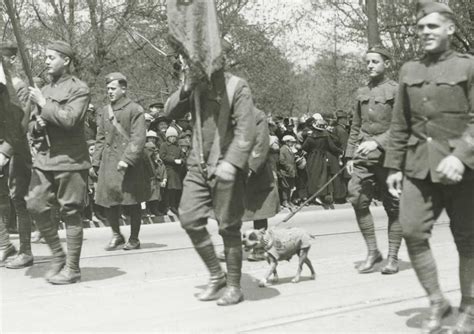 The True Story of World War I Canine Hero Sergeant Stubby - Owlcation