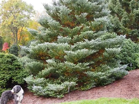 20 USDA Zone 7 Trees (For Full-Sun and Shady Spots)