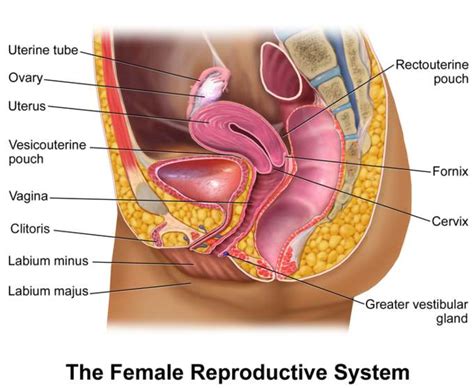 Female genitalia diagram