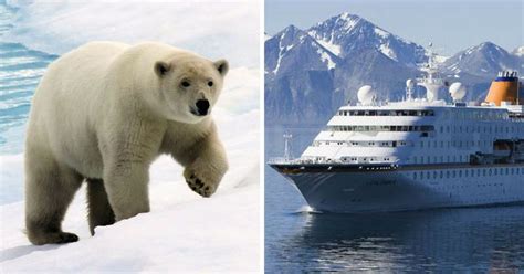 Polar Bear Shot Dead By Cruise Ship Worker Sparks Social Media Debate