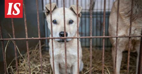 Etelä Korea aikoo kieltää koirien syömisen Ilta Sanomat