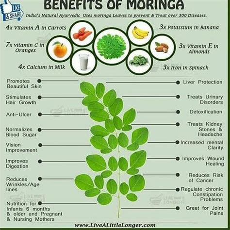 Moringa Oleifera Leaf Extract Capsules Energy Booster & HEALTHY HERBAL