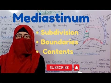 Mediastinum anatomy | subdivision | boundaries | contents | thorax ...