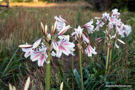 Crinum Lilies - Page 1 - The Southern Bulb Co.