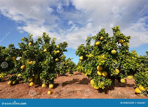 Pomelo Fruit Tree Stock Images - Download 769 Royalty Free Photos