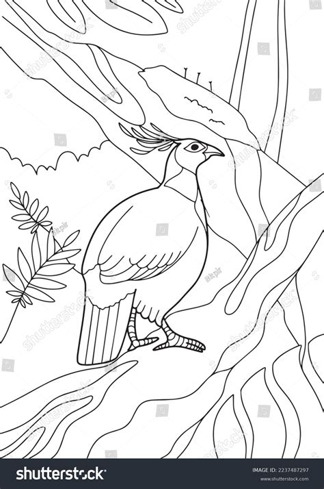 A4 Size Coloring Book Himalayan Monal Stock Vector Royalty Free