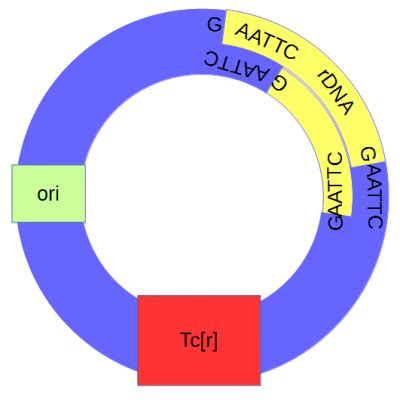 Cohen-Boyer-Berg experiment - Genetics Wiki