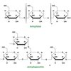 Difference Between Amylose And Amylopectin