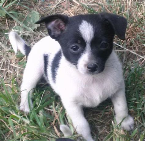 Adorable Black & White Female Pomchi Puppy, Sissy - 8 Weeks for Sale in Brunswick, Maryland ...