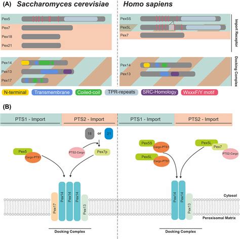 Peroxisomal Receptors And Membrane Docking Complexes In Yeast And