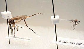 Gallinipper Mosquito (Psorophora Ciliata) - MosquitoReviews