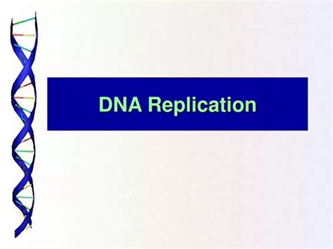 Ppt Dna Replication Powerpoint Presentation Free Download Id935069