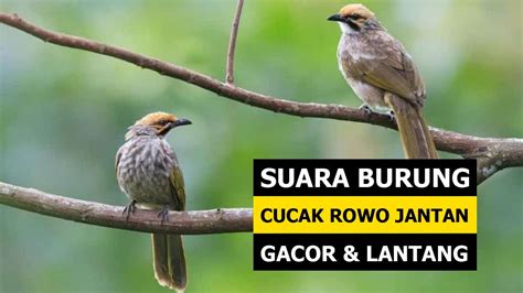 Live Stream Suara Burung Cucak Rowo Jantan Gacor Suara Lantang Dan