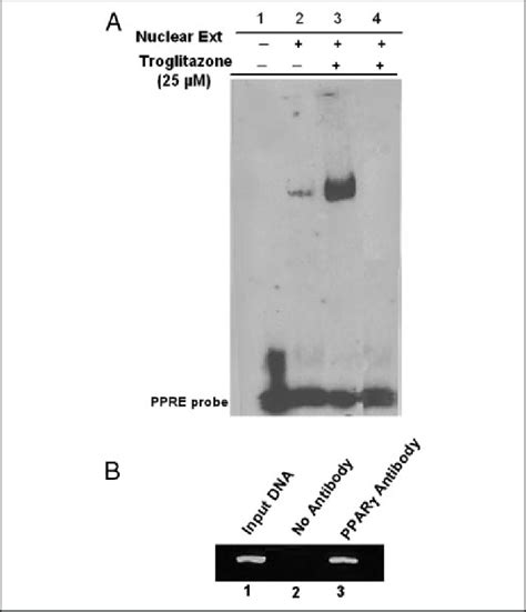 Troglitazone Increases The Binding Of PPAR To The PPRE In The POX