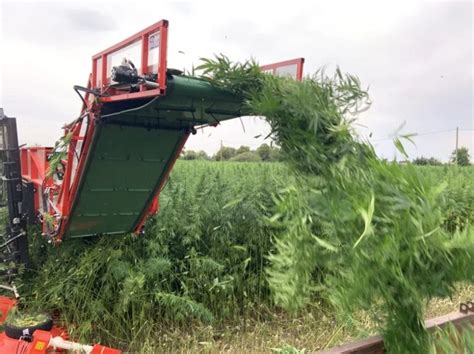 How To Harvest Hemp A Complete Guide Growing Magazine