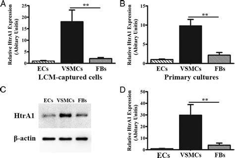 Loss Of Htra Induced Attenuation Of Tgf Signaling In Fibroblasts