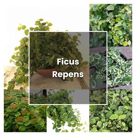 How To Grow Ficus Repens Plant Care And Tips Norwichgardener