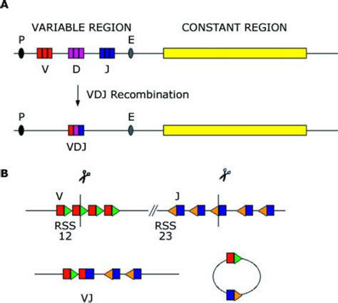 V D J Recombination Takes Place Within The Bcr And Tcr Open I