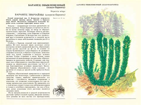 Баранец обыкновенный (84 фото) » НА ДАЧЕ ФОТО