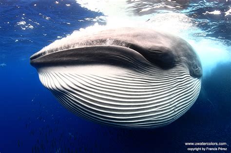 Brydes Whale Story Behind The Shot Underwater Photography Guide