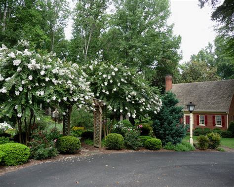 Crepe Myrtle Landscaping Houzz