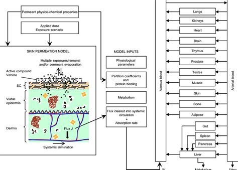 Overview Of The Skin Permeation Whole Body Pbpk Model Download